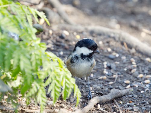 Close-Up Shot of Coal Tit on the Ground