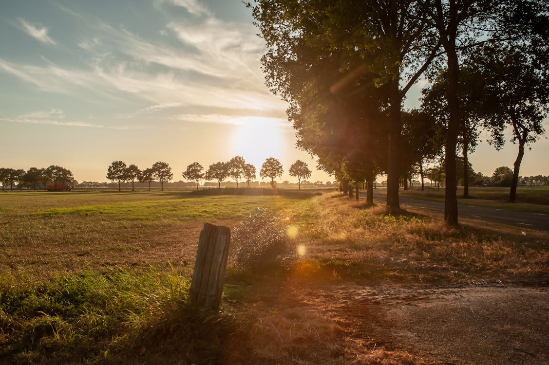 Fotografia Zielonego Drzewa Liściastego