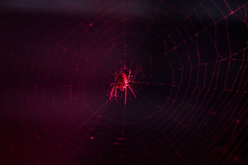 天性, 昆蟲, 蜘蛛 的 免費圖庫相片