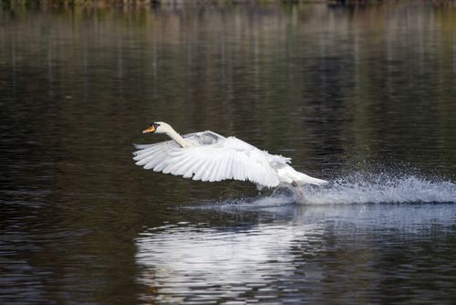 Free A beautiful mute swan glides across a tranquil lake in Northern Ireland, capturing nature's elegance. Stock Photo