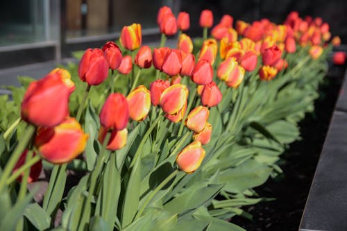 bezplatná Základová fotografie zdarma na téma červené kytky, červené tulipány, flóra Základová fotografie