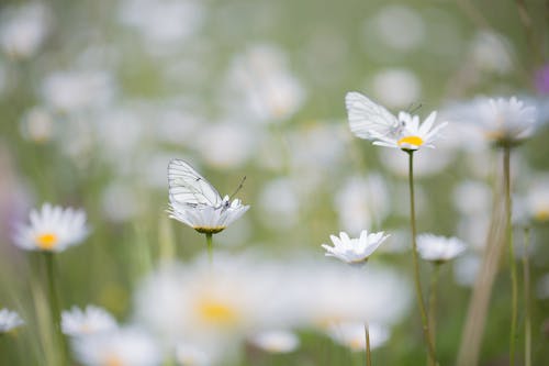 Kostenloses Stock Foto zu blumen, insekten, kamillen