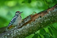 Blue and White Bird on Brown Tree Branch