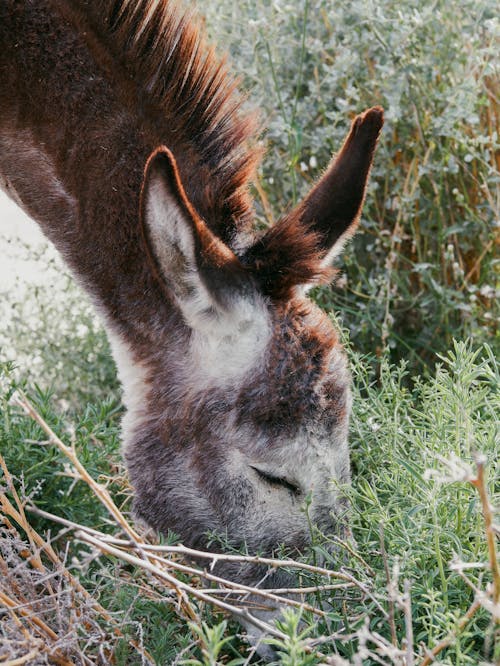 Close-Up Shot of a Donkey Eating Grass