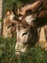 Close-Up Shot of a Donkey Eating Grass