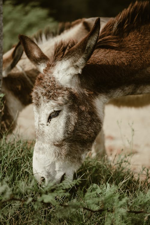 Close-Up Shot of a Donkey Eating Grass