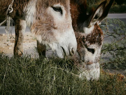 Close-Up Shot of Two Donkeys Eating Grass
