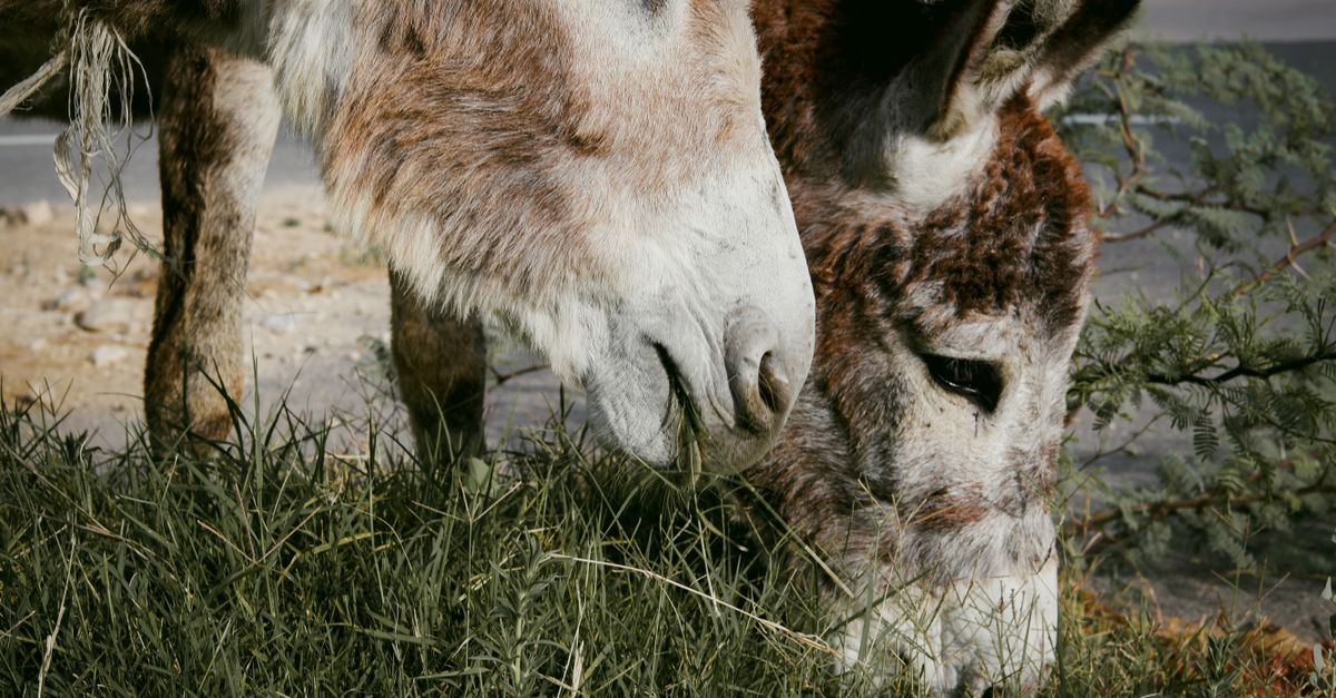 Technology Deployed to Curb Donkey Theft in Kisumu and Siaya