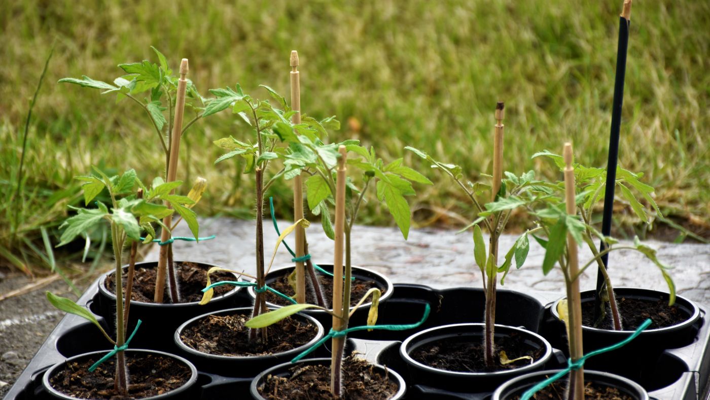 Growing Vegetables in the Backyard to Actually Save Money