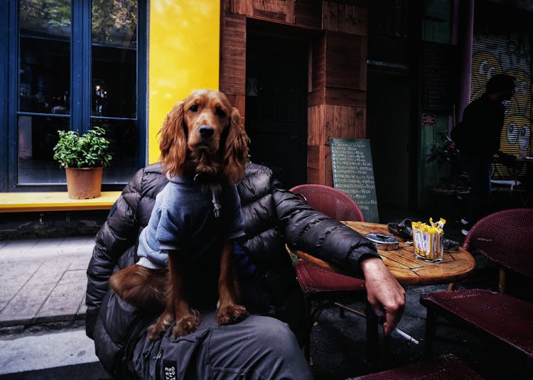 Brown Long Coated Dog Sitting On The Person's Lap 