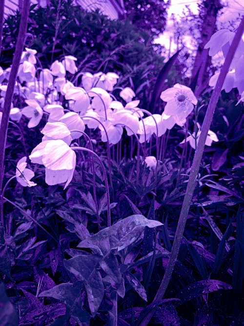 Fotos de stock gratuitas de flores pequeñas, fondo lila