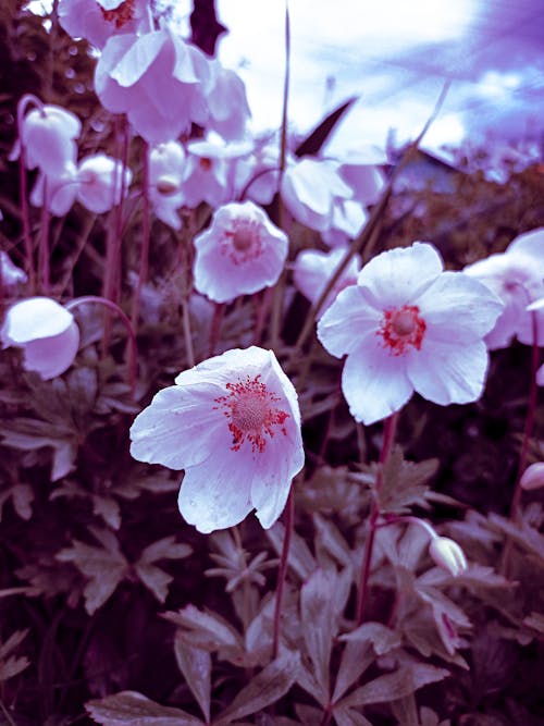 Fotos de stock gratuitas de Flores blancas, fondo de pantalla de bloqueo, hd wallpapercars