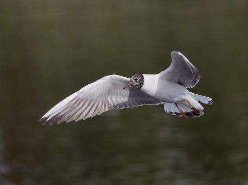 Free Close-up of a Black-Headed Gull (Chroicocephalus ridibundus) flying gracefully over water. Stock Photo