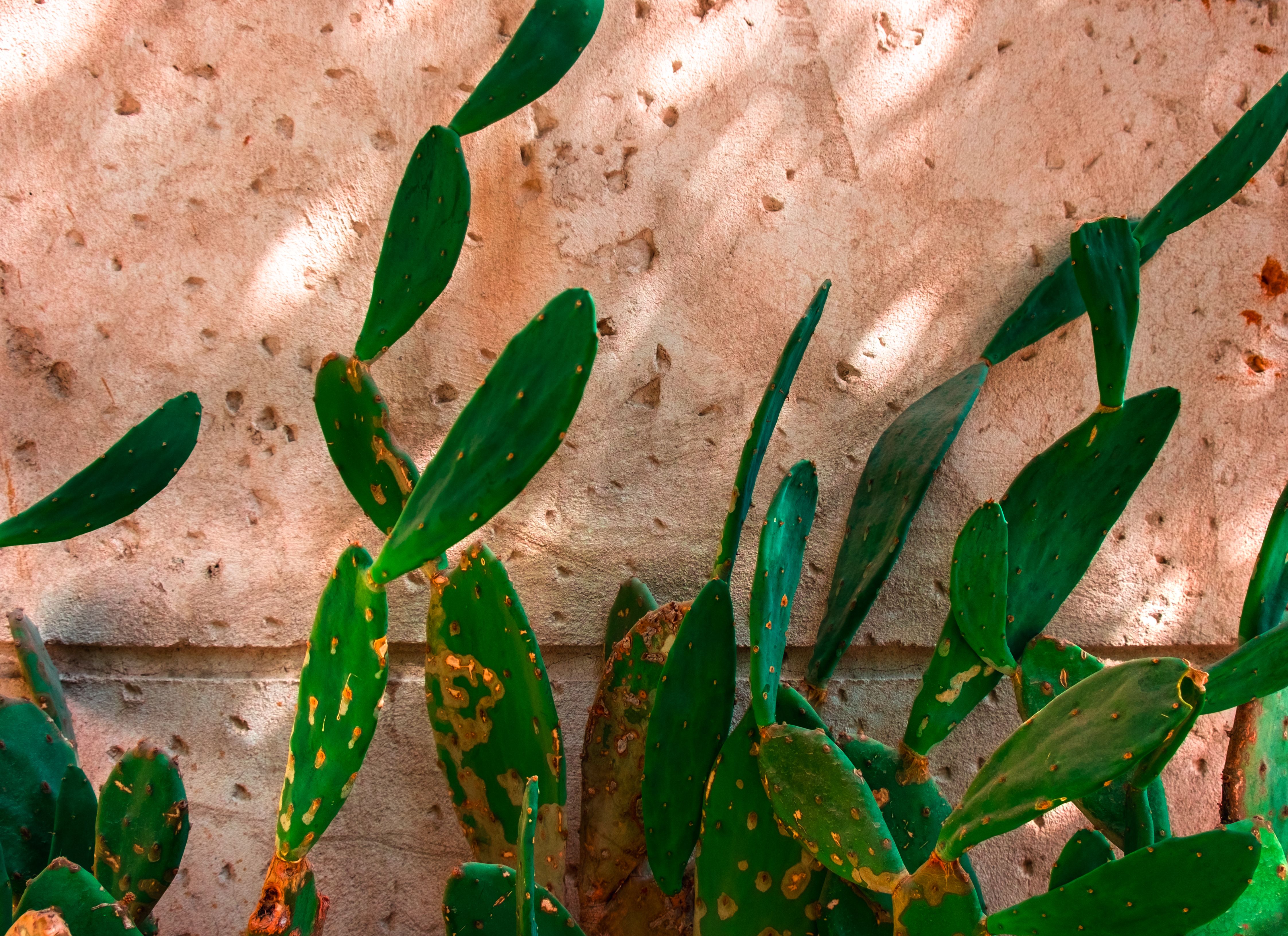 A vibrant close-up of a cactus plant against a textured stone wall, showcasing natural growth.