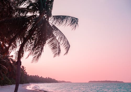 Free Бесплатное стоковое фото с живописный, кокосовая пальма, мирный Stock Photo