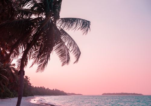 Free Peaceful tropical beach at sunset with palm tree silhouette over pink sky and ocean horizon. Stock Photo