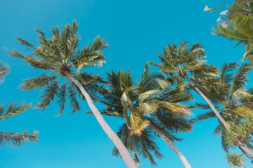 Free Low angle view of palm trees under a vibrant blue sky on a tropical day. Stock Photo