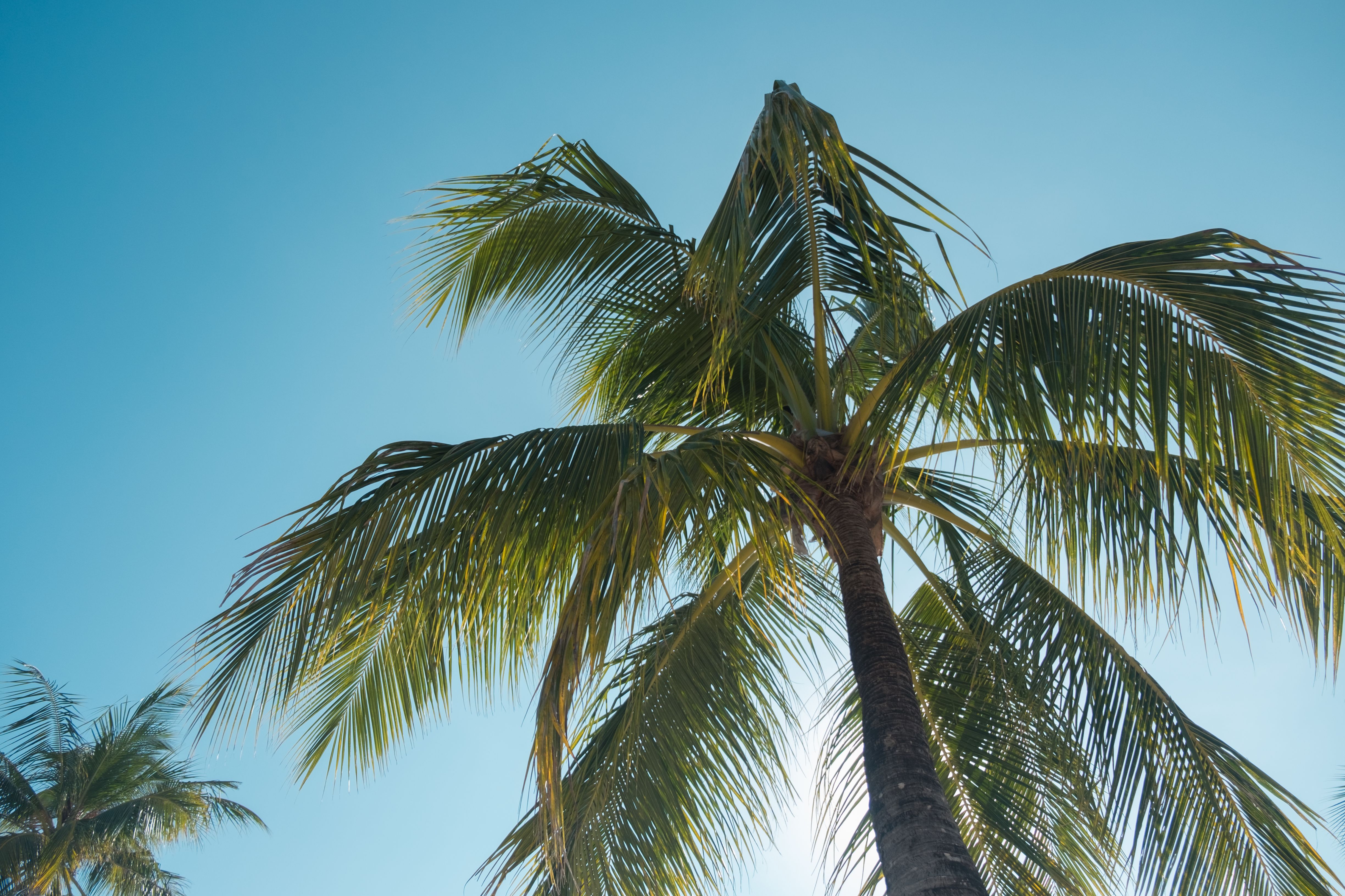 Low angle view of a palm tree silhouetted against a clear blue sky, evoking a tropical and serene mood.