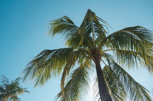 Low Angle Shot of Coconut Trees under Clear Blue Sky