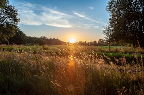 Gratis arkivbilde med blå himmel, gress, skyer