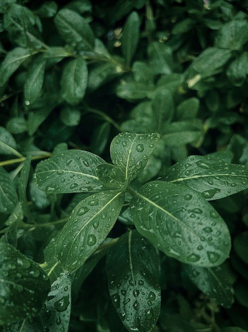 Free Detailed image of dewdrops on lush green leaves, showcasing natural freshness and growth. Stock Photo