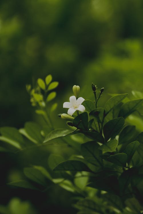 Free White Flower With Green Leaves Stock Photo