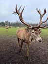 Free stock photo of animal, deer