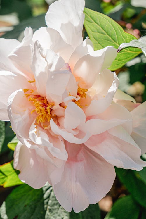 Blooming peony 