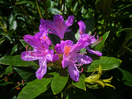 Free stock photo of flower, iphone, nature