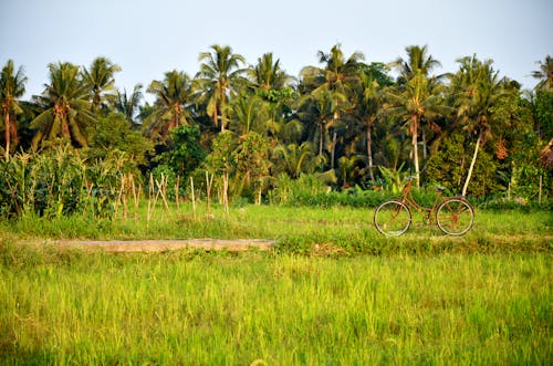 Бесплатное стоковое фото с велосипед, деревья, пахотная земля