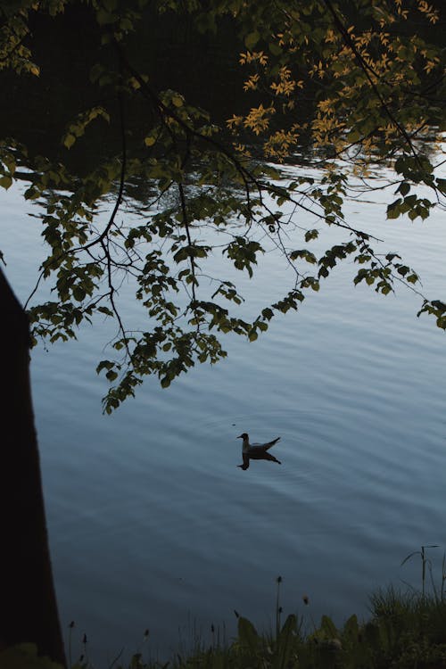 Darmowe zdjęcie z galerii z drzewo, gałęzie, jezioro