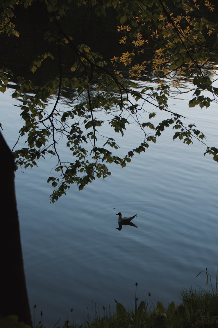 Photograph Of A Bird Under Tree Leaves