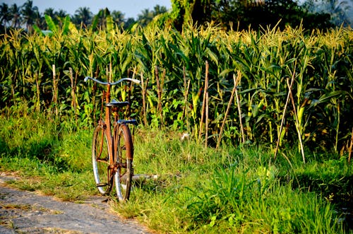 Kostenloses Stock Foto zu fahrrad, flora, maisfeld