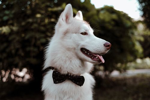 Free Close-up portrait of a Siberian Husky wearing a bow tie in an outdoor setting with a blurred background. Stock Photo