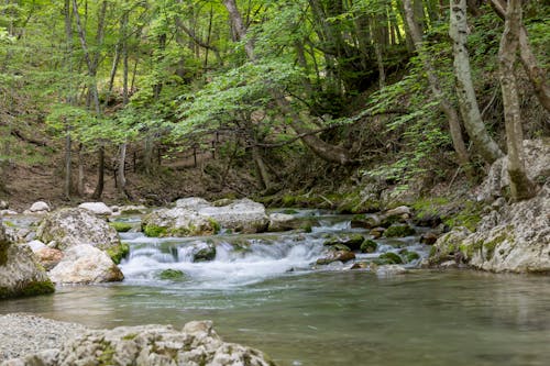 Imagine de stoc gratuită din apă curgătoare, arbori, cascadă