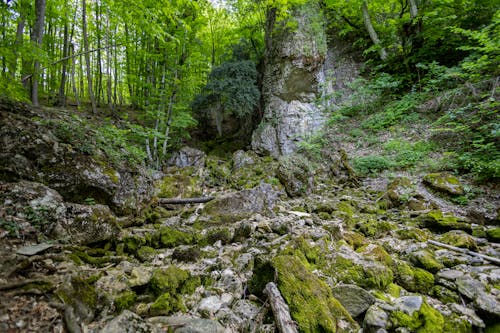 Forest and Moss Growing on Rocky Mountains