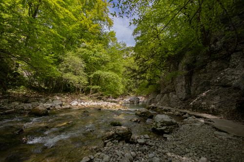 Free A tranquil forest stream flows amidst lush greenery, creating a serene natural landscape. Stock Photo