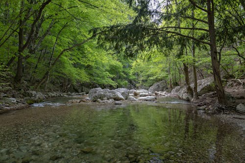 Бесплатное стоковое фото с вода, деревья, лес