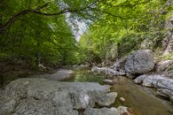 Green Trees Beside River