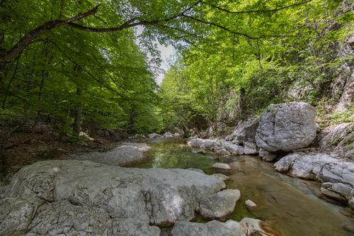 Free Tranquil forest stream flowing among large boulders, surrounded by lush summer foliage. Stock Photo