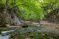 A River in a Forest
