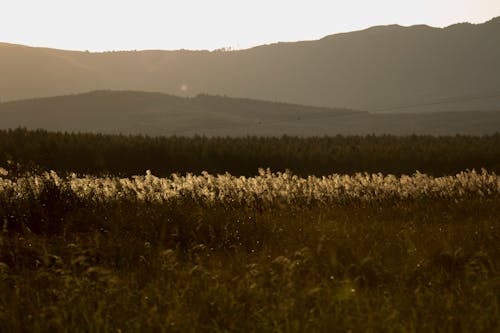 Landscape of Mountains and Fields