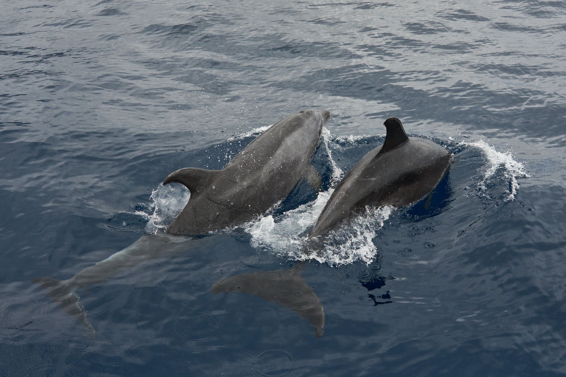 A dolphin-watching cruise from Lagos marina