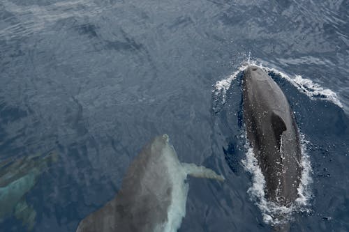 イルカ, しぶき, 上面図の無料の写真素材