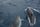 sea animals