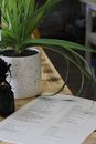 Green Plant on White Ceramic Pot