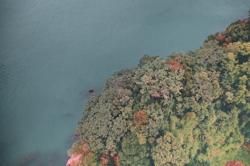 Aerial Photography of Trees in the Forest near Ocean