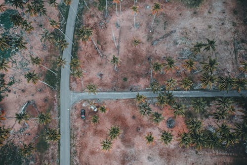 Бесплатное стоковое фото с Аэрофотосъемка, дорога, пальмовые деревья