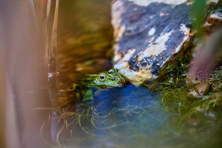 Frog In A Pond