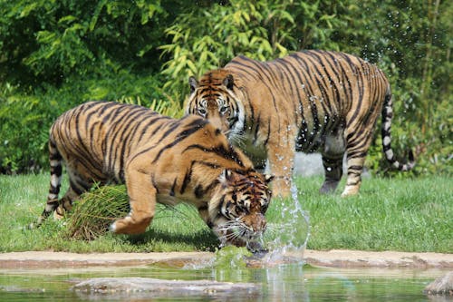 Photos gratuites de animaux sauvages, carnivores, mammifères